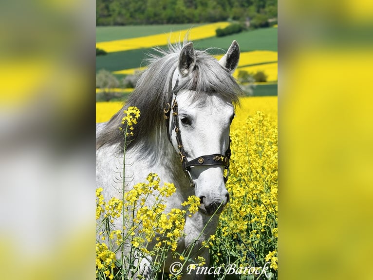 PRE Mare 5 years 14,3 hh Gray in Wiebelsheim