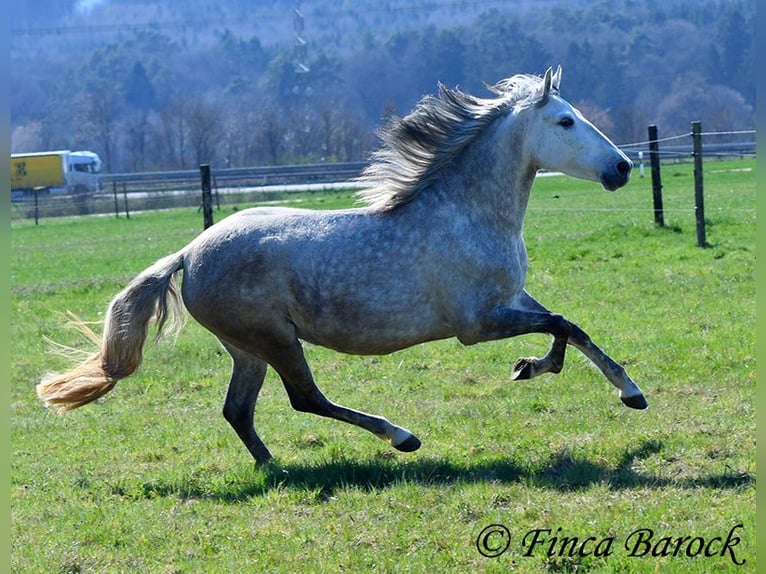 PRE Mare 5 years 14,3 hh Gray in Wiebelsheim