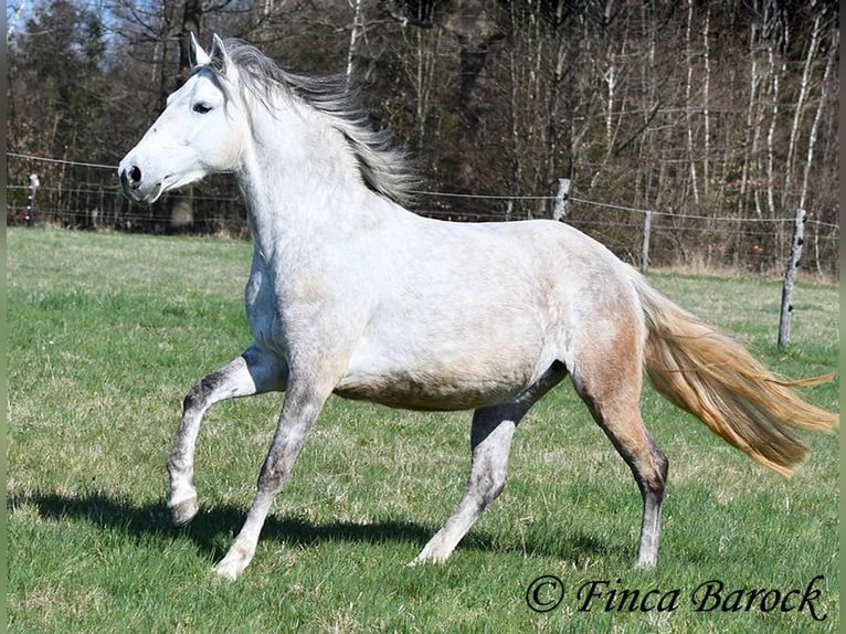 PRE Mare 5 years 14,3 hh Gray in Wiebelsheim