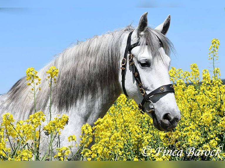 PRE Mare 5 years 14,3 hh Gray in Wiebelsheim