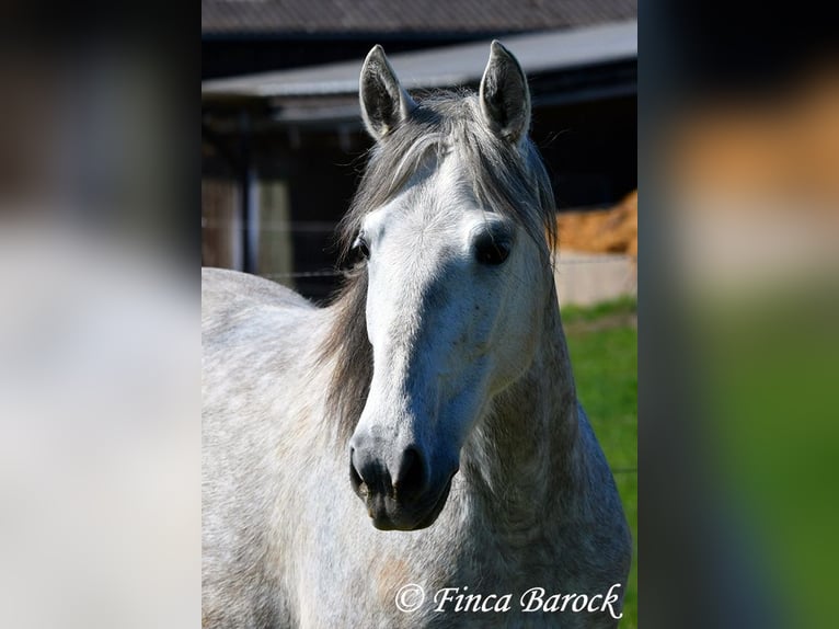 PRE Mare 5 years 14,3 hh Gray in Wiebelsheim