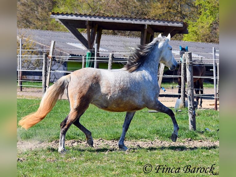 PRE Mare 5 years 14,3 hh Gray in Wiebelsheim
