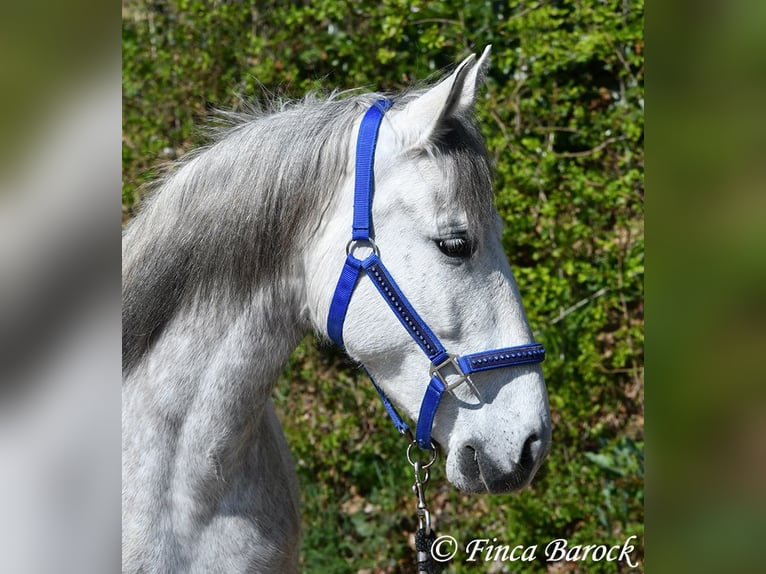 PRE Mare 5 years 14,3 hh Gray in Wiebelsheim