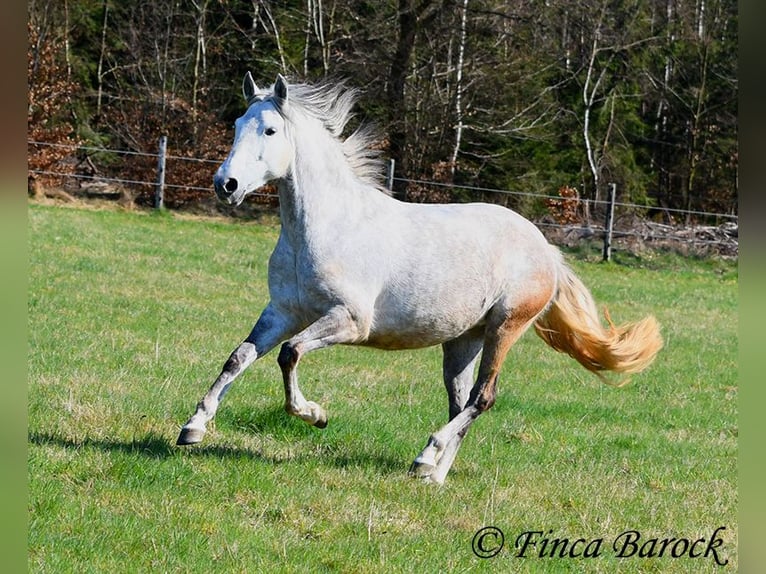 PRE Mare 5 years 14,3 hh Gray in Wiebelsheim