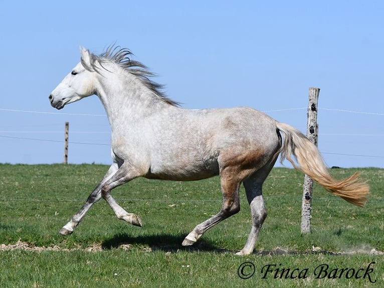 PRE Mare 5 years 14,3 hh Gray in Wiebelsheim