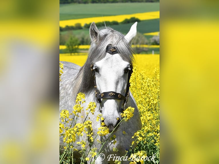 PRE Mare 5 years 14,3 hh Gray in Wiebelsheim