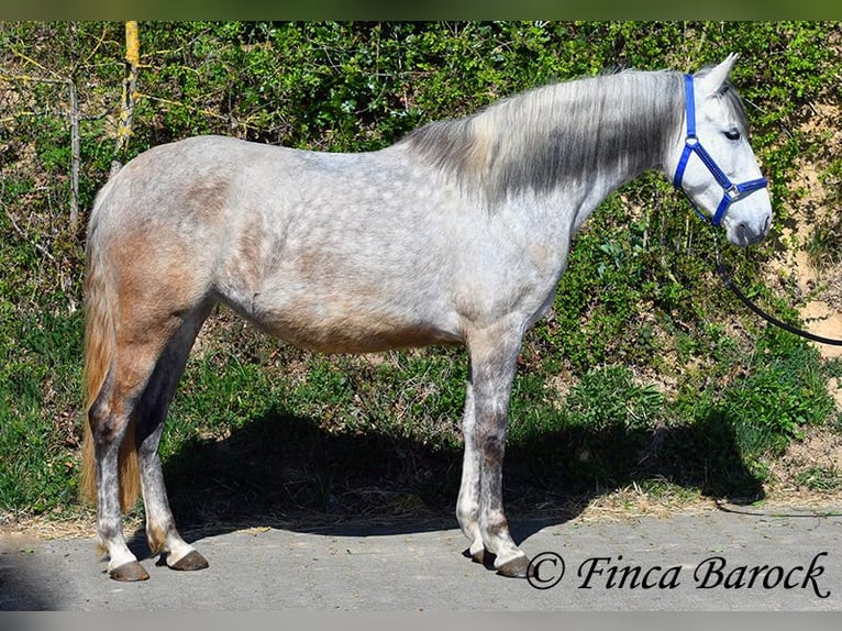 PRE Mare 5 years 14,3 hh Gray in Wiebelsheim