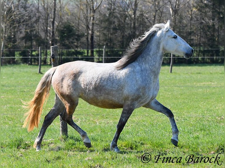 PRE Mare 5 years 14,3 hh Gray in Wiebelsheim