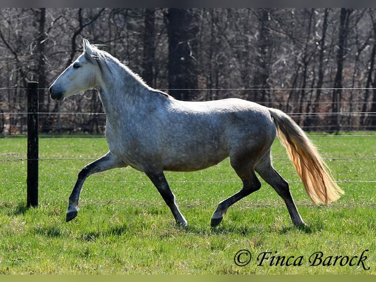 PRE Mare 5 years 14,3 hh Gray in Wiebelsheim