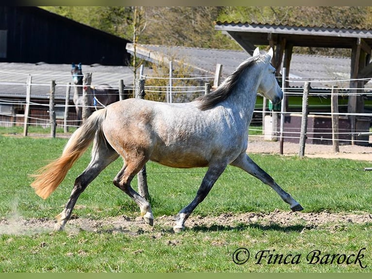 PRE Mare 5 years 14,3 hh Gray in Wiebelsheim