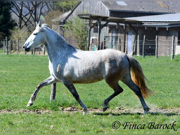 PRE Mare 5 years 14,3 hh Gray in Wiebelsheim