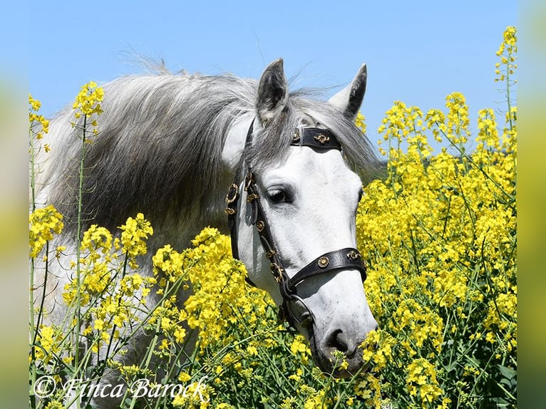 PRE Mare 5 years 14,3 hh Gray in Wiebelsheim