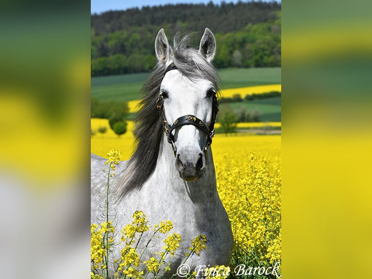 PRE Mare 5 years 14,3 hh Gray in Wiebelsheim
