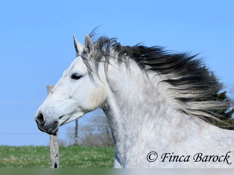 PRE Mare 5 years 14,3 hh Gray in Wiebelsheim
