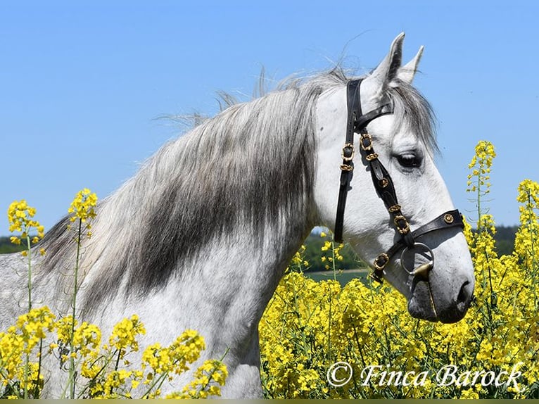 PRE Mare 5 years 14,3 hh Gray in Wiebelsheim