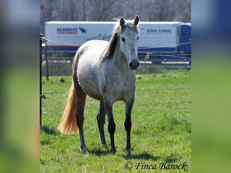 PRE Mare 5 years 14,3 hh Gray in Wiebelsheim