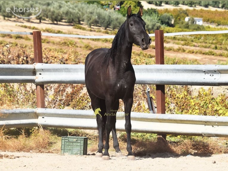 PRE Mare 5 years 15.1 hh Black in Miralvalles