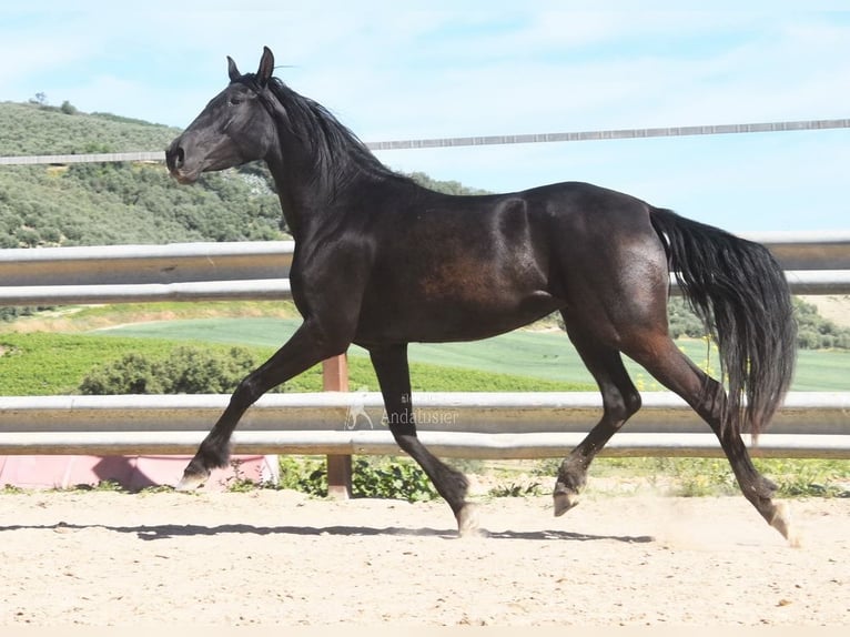 PRE Mare 5 years 15.1 hh Black in Miralvalles