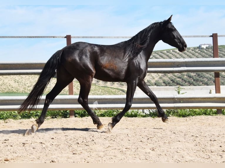 PRE Mare 5 years 15.1 hh Black in Miralvalles