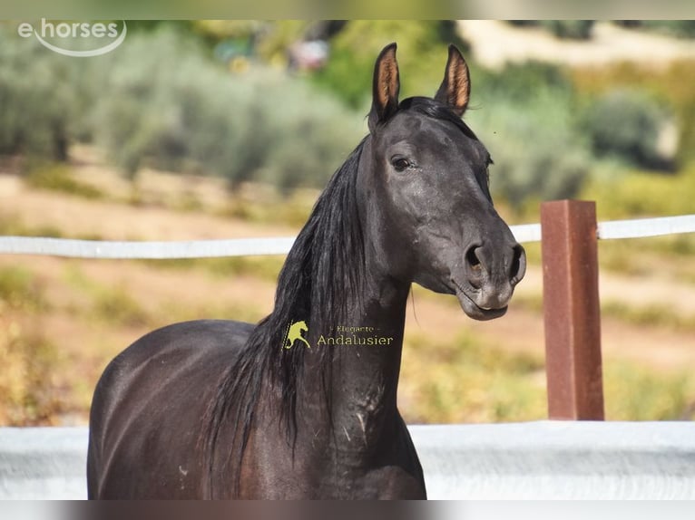 PRE Mare 5 years 15.1 hh Black in Miralvalles