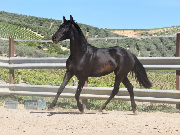 PRE Mare 5 years 15.1 hh Black in Miralvalles