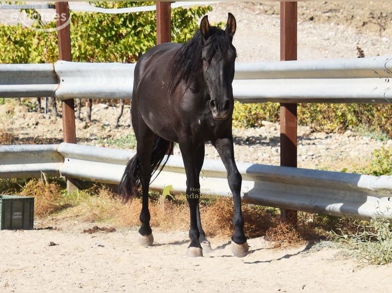 PRE Mare 5 years 15.1 hh Black in Miralvalles
