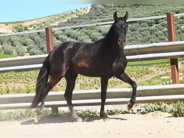 PRE Mare 5 years 15.1 hh Black in Miralvalles
