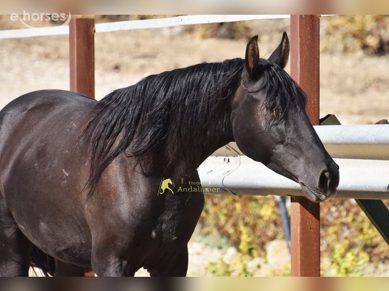 PRE Mare 5 years 15.1 hh Black in Miralvalles