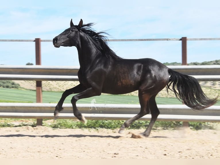 PRE Mare 5 years 15.1 hh Black in Miralvalles