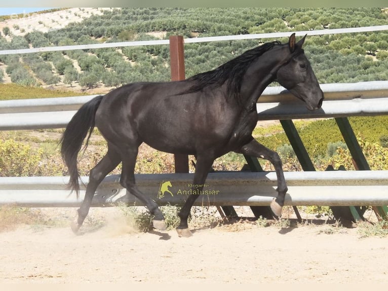 PRE Mare 5 years 15.1 hh Black in Miralvalles