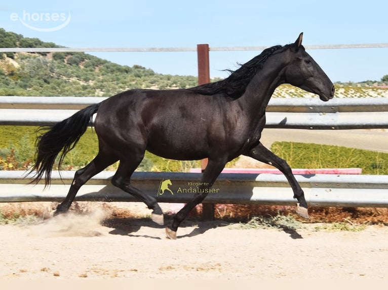 PRE Mare 5 years 15.1 hh Black in Miralvalles
