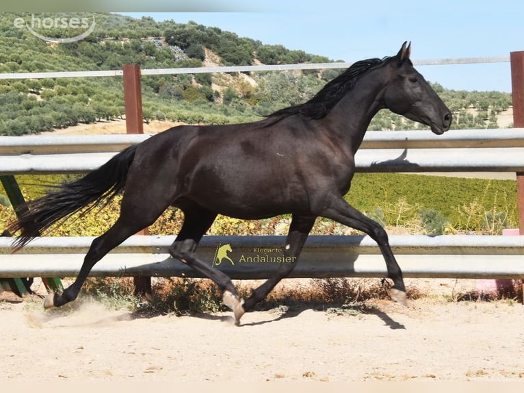 PRE Mare 5 years 15.1 hh Black in Miralvalles