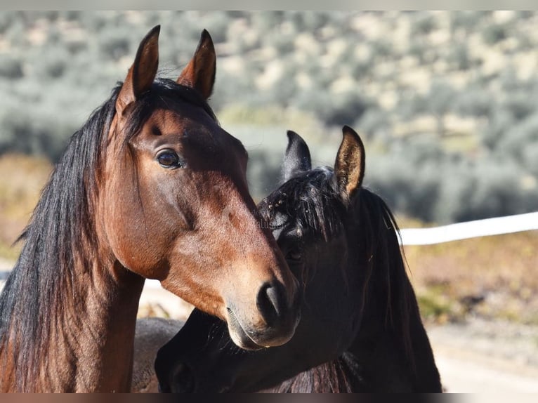 PRE Mare 5 years 15.1 hh Brown in Provinz Cordoba