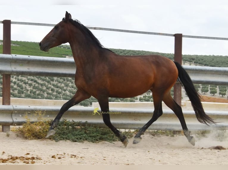PRE Mare 5 years 15.1 hh Brown in Provinz Cordoba