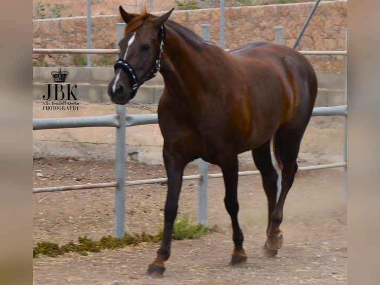 PRE Mare 5 years 15,1 hh Chestnut-Red in Tabernas Almeria