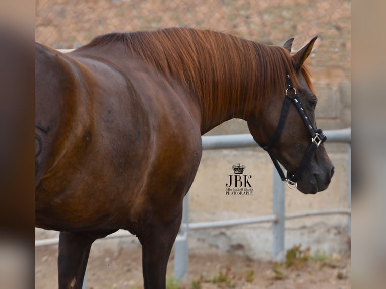 PRE Mare 5 years 15,1 hh Chestnut-Red in Tabernas Almeria