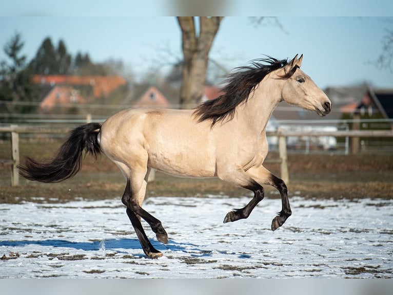 PRE Mix Mare 5 years 15,1 hh Dun in Traventhal