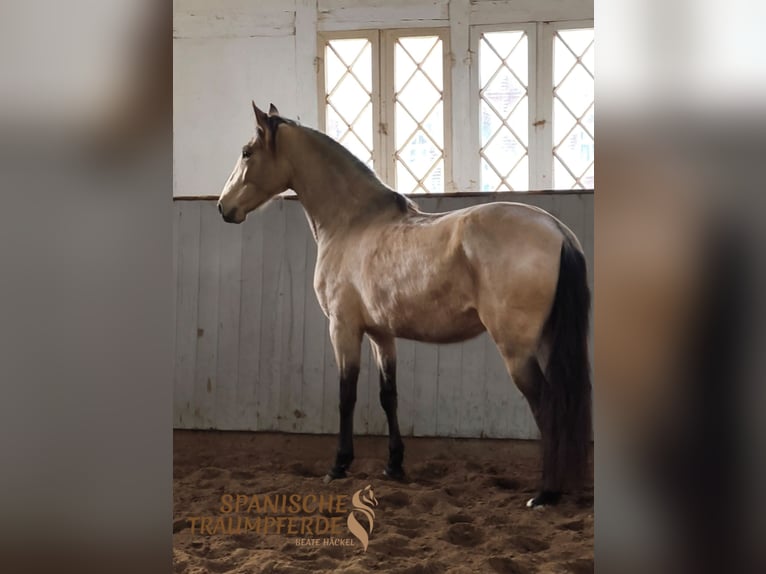 PRE Mix Mare 5 years 15,1 hh Dun in Traventhal