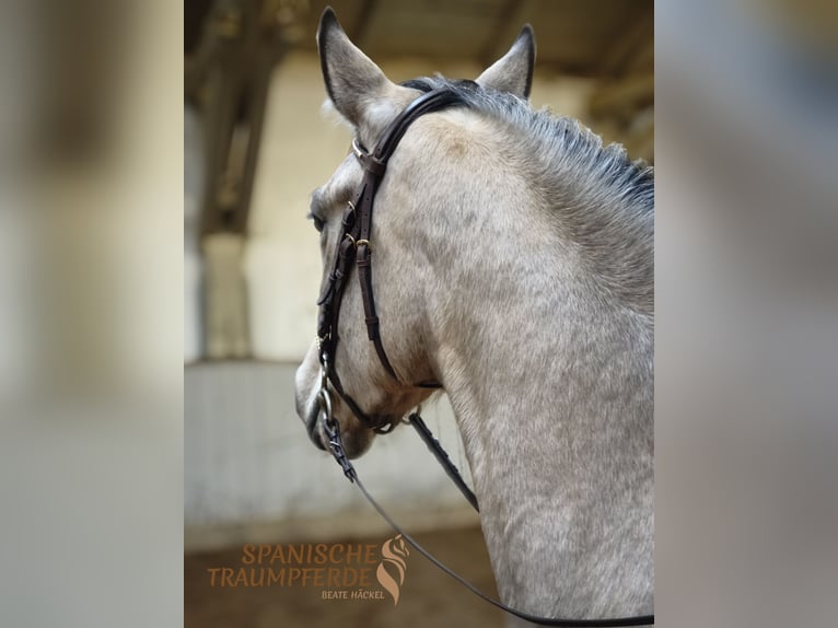 PRE Mix Mare 5 years 15,1 hh Dun in Traventhal