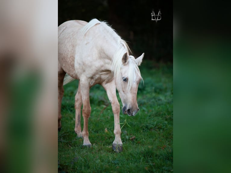 PRE Mare 5 years 15,1 hh Palomino in La Vespière-Friardel