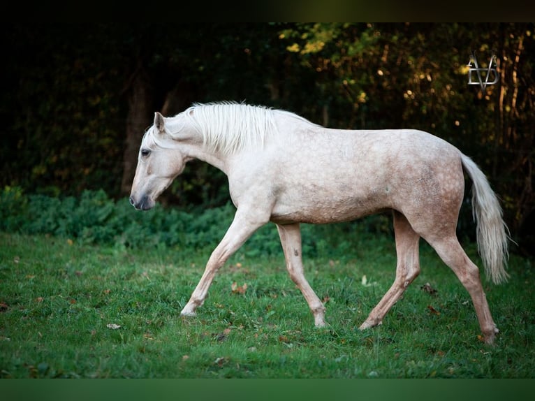 PRE Mare 5 years 15,1 hh Palomino in La Vespière-Friardel