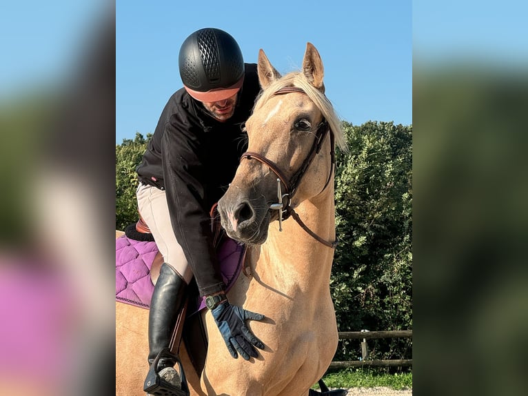 PRE Mare 5 years 15,1 hh Palomino in La Vespière-Friardel