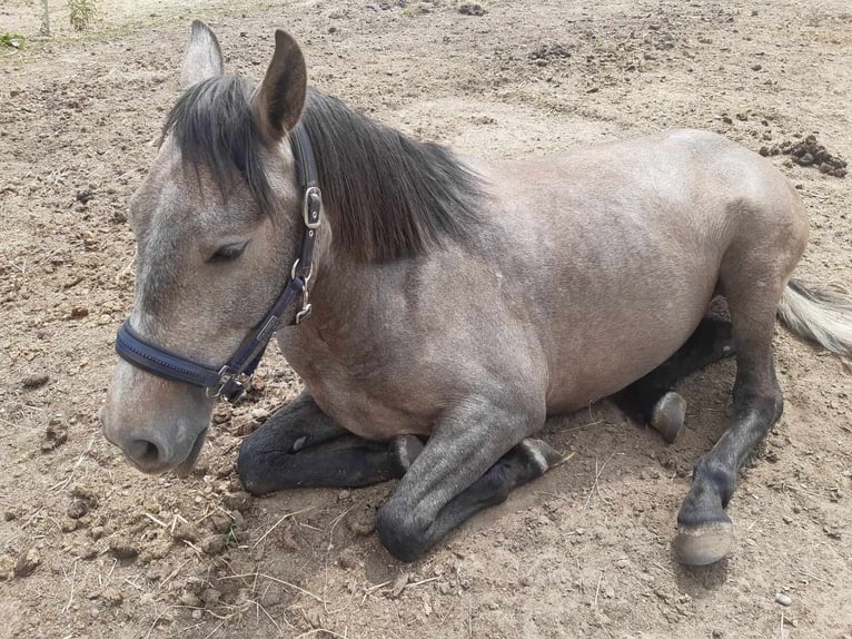 PRE Mix Mare 5 years 15,2 hh Bay-Dark in Varde