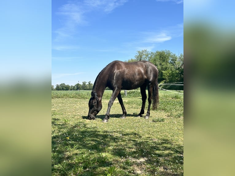 PRE Mix Mare 5 years 15.2 hh Bay-Dark in Caldes De Malavella