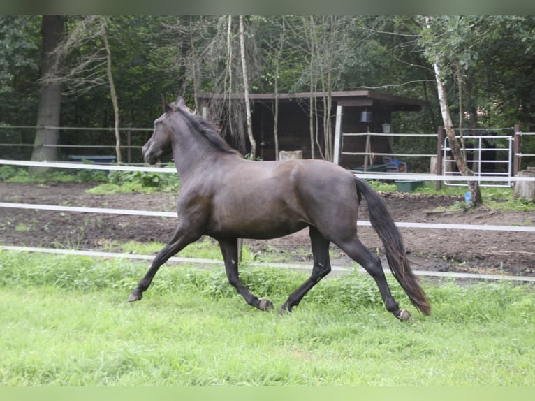 PRE Mare 5 years 15,2 hh Black in Steyerberg