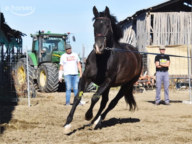 PRE Mare 5 years 15.2 hh Black in Provinz Granada