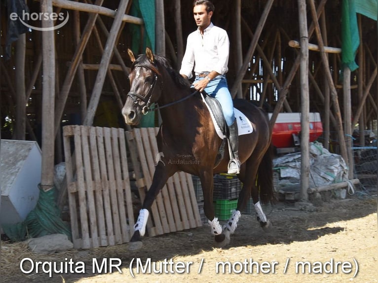 PRE Mare 5 years 15.2 hh Black in Provinz Granada