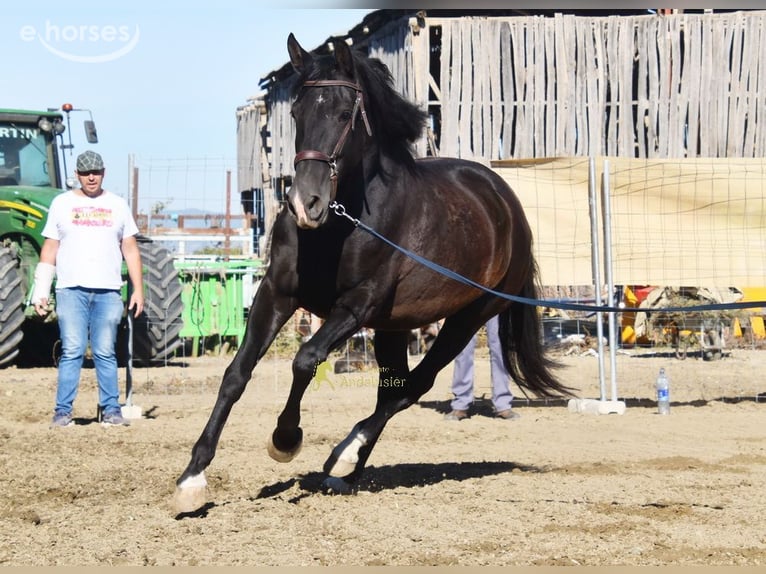 PRE Mare 5 years 15.2 hh Black in Provinz Granada