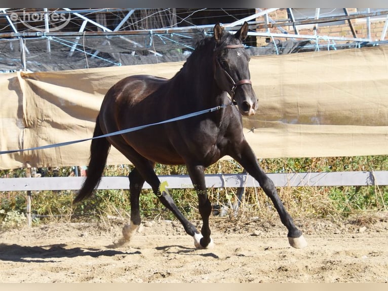 PRE Mare 5 years 15.2 hh Black in Provinz Granada