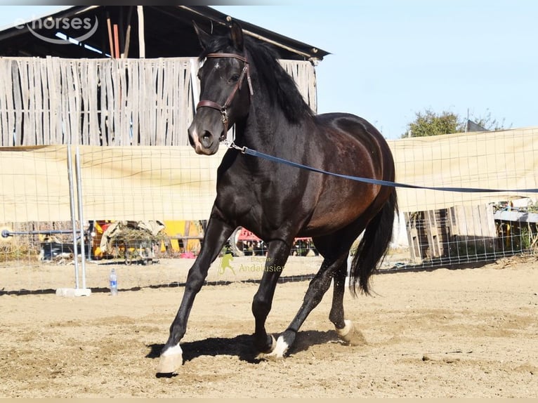 PRE Mare 5 years 15.2 hh Black in Provinz Granada